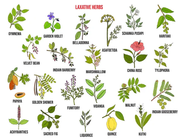 Las mejores hierbas laxantes — Archivo Imágenes Vectoriales