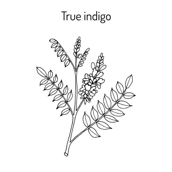 진정한 인디 고 indigofera tinctoria, 약용 식물 — 스톡 벡터