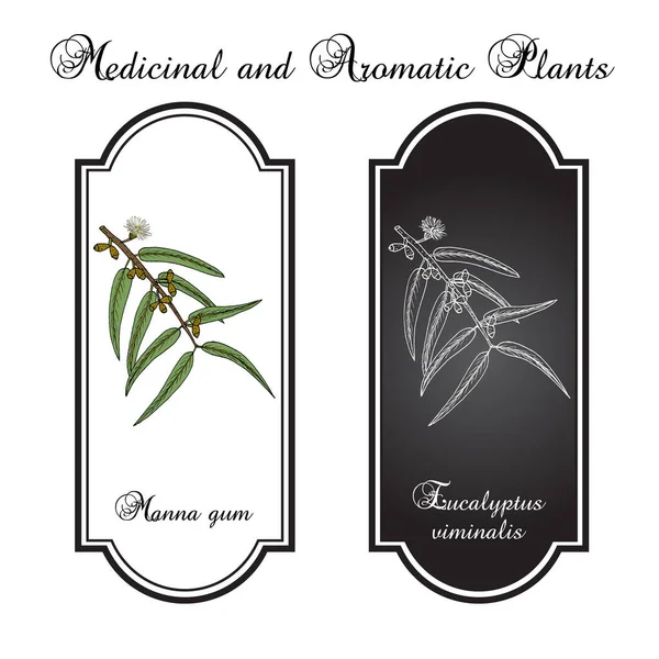 Maná, o cinta, o goma blanca Eucalyptus viminalis, planta medicinal — Vector de stock