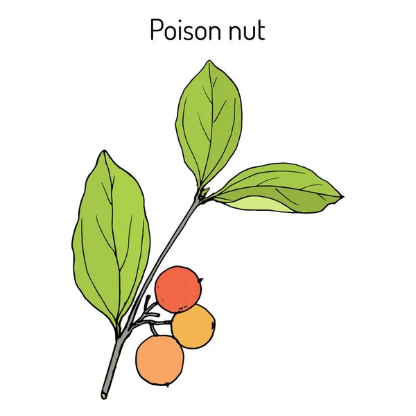 Ядовитый орех Strychnos nux-vomica, лекарственное растение — стоковый вектор