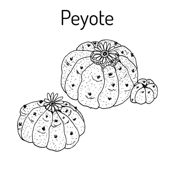 Peyote Lophophora williamsii, planta medicinal — Vector de stock