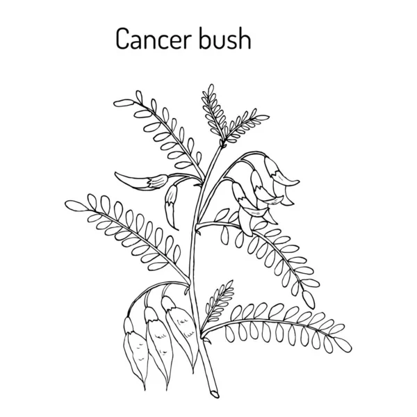 Arbusto cancerígeno sutherlandia frutescens, ou ervilha balão, planta medicinal — Vetor de Stock