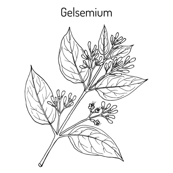 Gelsemium elegans, planta medicinal — Vector de stock