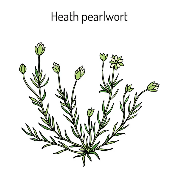Heath perlwor sagina subulata, neboli irský mech, léčivá rostlina — Stockový vektor