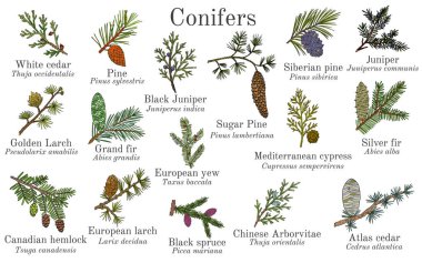 Set of different conifiers branches with cones clipart