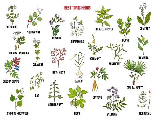 Meilleure collection d'herbes toniques — Image vectorielle