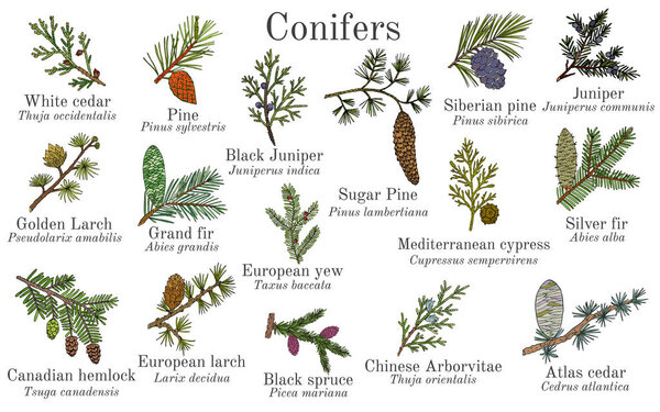 Набор различных хвойных ветвей с конусами