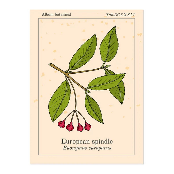 Husillo Euonymus europaeus, planta medicinal — Vector de stock