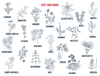 Best tonic herbs collection. Hand drawn vector set clipart