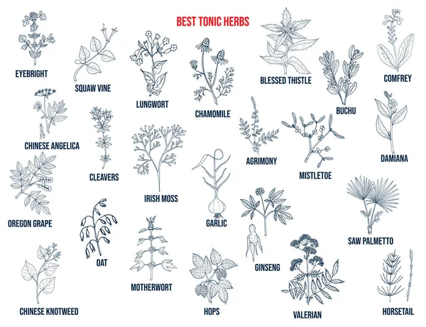 Best tonic herbs collection. Hand drawn vector set — Stock Vector