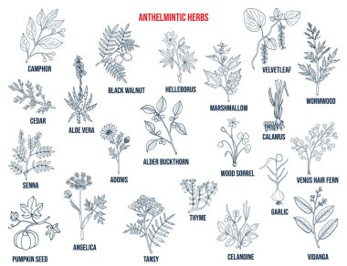 Anthelmintic or antihelminthic herbs collection clipart