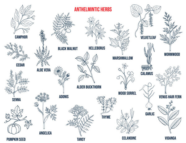 Anthelmintic or antihelminthic herbs collection