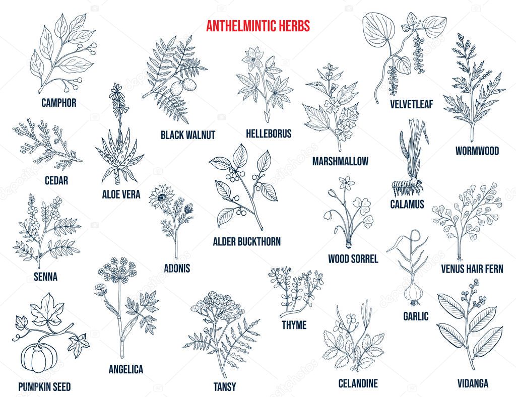 Anthelmintic or antihelminthic herbs collection