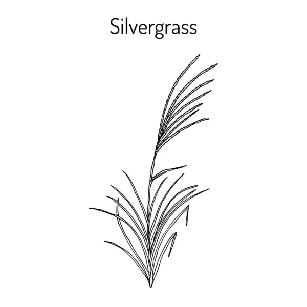 Silvergrass Miscanthus sinensis, koristekasvi — vektorikuva