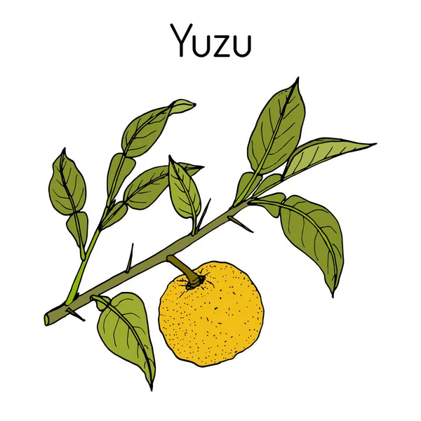 Yuzu Citrus junos, citrus — стоковый вектор