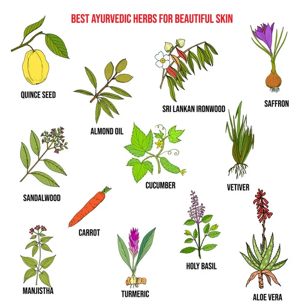 Colección de las mejores hierbas ayurvédicas para la piel hermosa — Vector de stock
