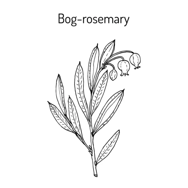 BOG-Rosemary Andromeda polifolia, léčivo — Stockový vektor