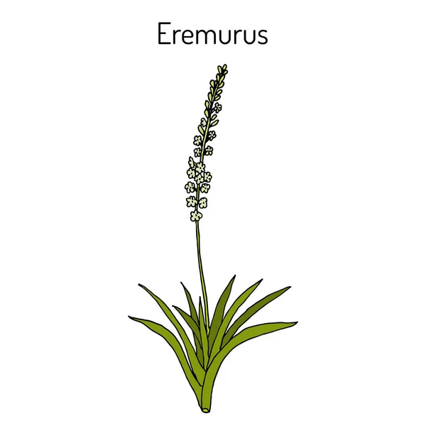Eremurus himalaicus, koriste- ja lääkekasvit — vektorikuva
