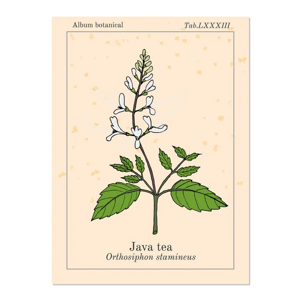 Java çay Orthosiphon stamineus , tıbbi bitki — Stok Vektör