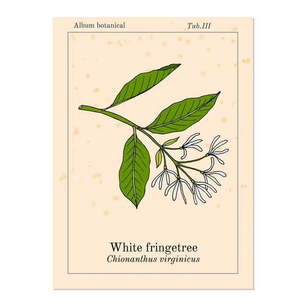 Fringetree branco Chionanthus virginicus, planta medicinal — Vetor de Stock