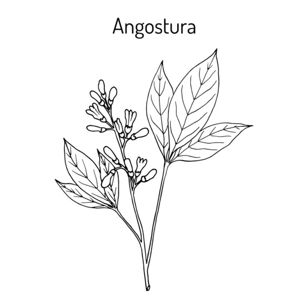 Angostura trifoliata, planta medicinal — Vector de stock