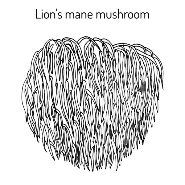 사자의 갈기 버섯 hericium erinaceus, 먹을 수있는 식물 과 약용식물 — 스톡 벡터