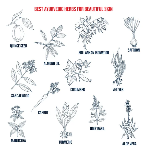 Colección de las mejores hierbas ayurvédicas para la piel hermosa — Vector de stock
