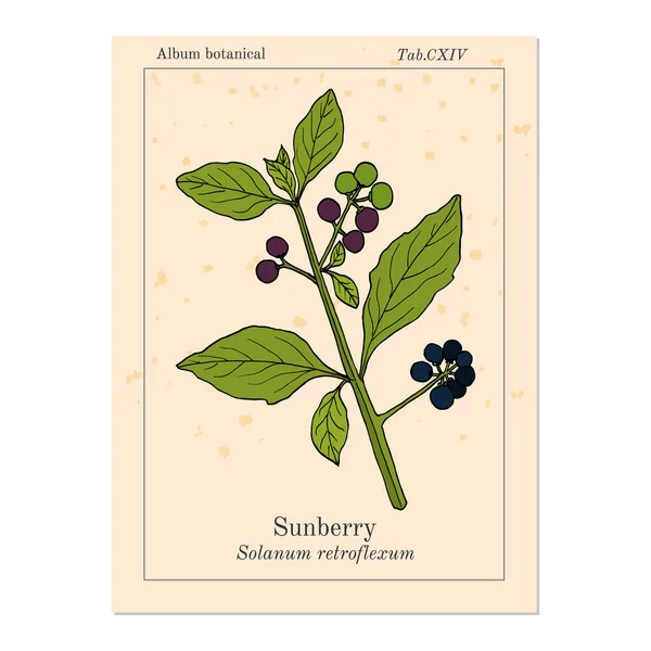 Wonderberry or sunberry Solanum retroflexum, medicinal plant — стоковый вектор