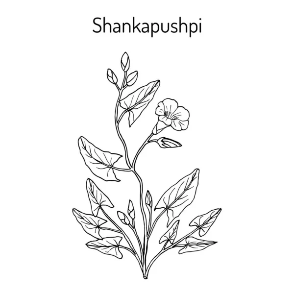 Shankapushpi Convolvulus prostratus, planta medicinal — Vector de stock