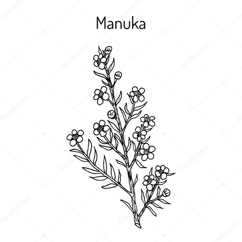 Manuka Leptospermum scoparium , medicinal plant