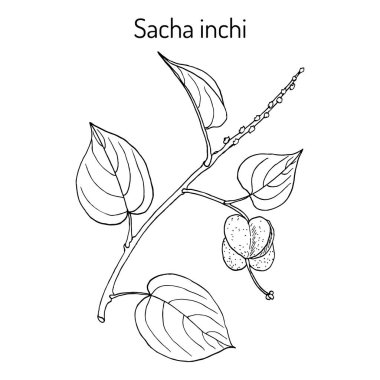 Sacha inchi Plukenetia volubilis , medicinal plant clipart