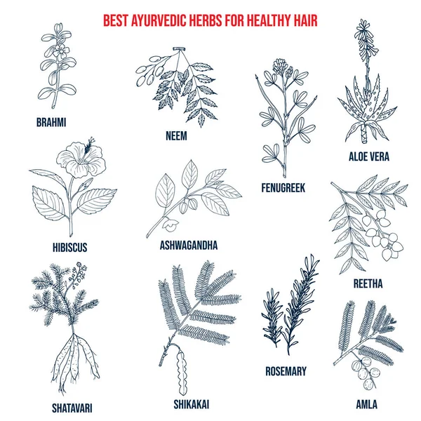 Colección de las mejores hierbas ayurvédicas para el cabello sano — Vector de stock