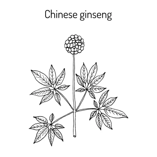 Ginseng chino Panax notoginseng, o tres-siete raíz, planta medicinal — Archivo Imágenes Vectoriales