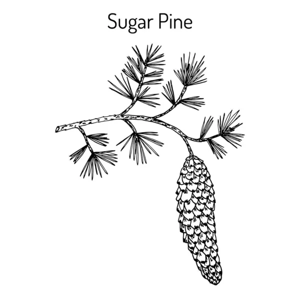 Pino de azúcar pinus lambertiana, planta medicinal — Vector de stock