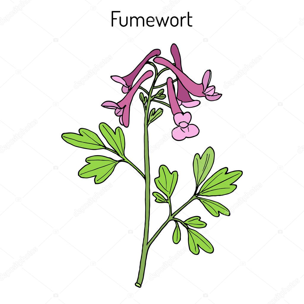 Fumewort Corydalis solida , medicinal plant