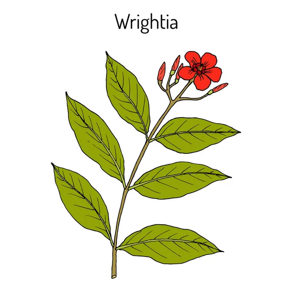 Wrightia coccinea, medicinal plant — Stock Vector
