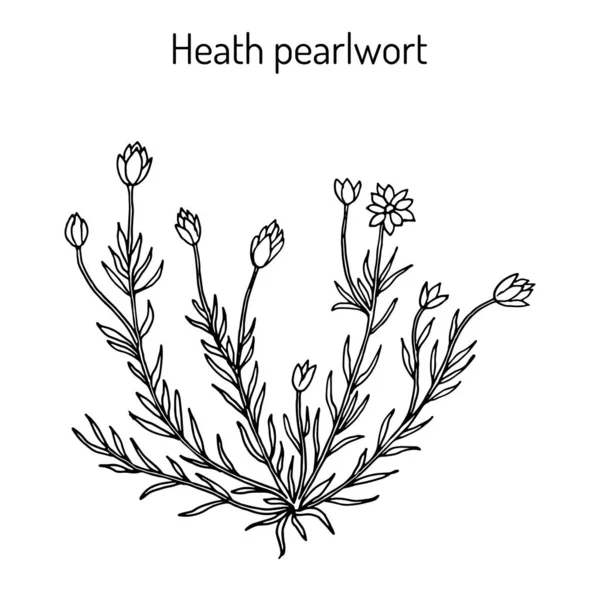Heath Pearl Wort sagina subulata ya da İrlanda yosunu, tıbbi bitki. — Stok Vektör