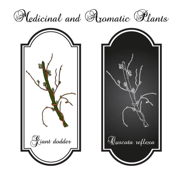 Giant dodder cuscuta reflexa, planta medicinal — Vector de stock