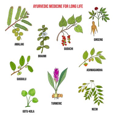 Ayurvedic herbs, natural botanical set. Hand drawn vector illustration clipart