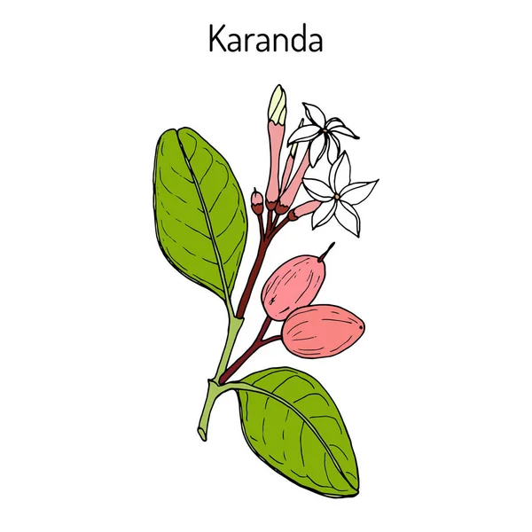 Karanda Carissa carandas, planta medicinal . —  Vetores de Stock