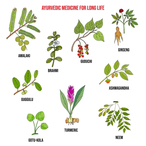 Ayurvedische kruiden, natuurlijke botanische set. Hand getekende vectorillustratie — Stockvector