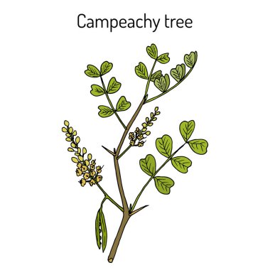 Campeachy Ağacı Haematoxylum Campechianum, tıbbi bitki