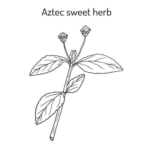 Aztec herbe douce Lippia dulcis, plante médicinale et édulcorant — Image vectorielle