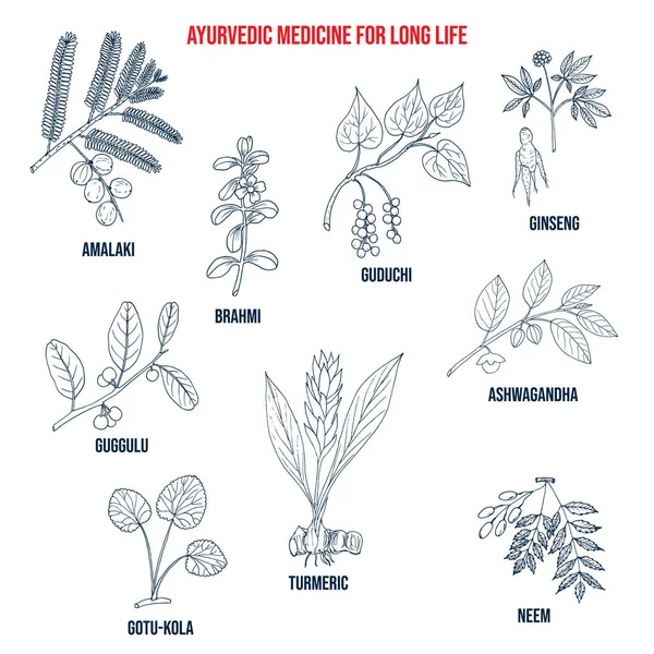 Ayurvédikus gyógynövények hosszú élettartamú, természetes botanikai készlet — Stock Vector