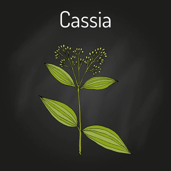 Cassia chinesa Cinnamomum cassia, planta medicinal — Vetor de Stock
