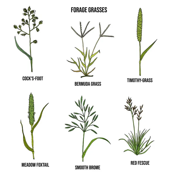 Forage grasses vector set — 图库矢量图片