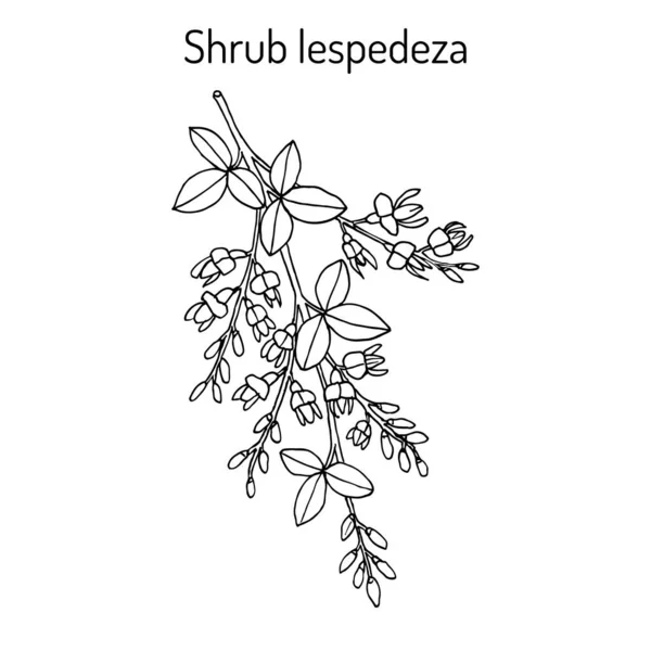 Shrub lespedeza Lespedeza thunbergii , medicinal plant — Stock Vector