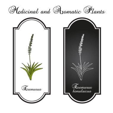 Eremurus himalaicus, ya da tilki kuyruklu zambaklar, süs ve tıbbi bitkiler.