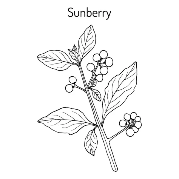 Wonderberry o sunberry Solanum retroflexum, planta medicinal . — Vector de stock