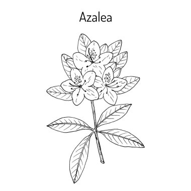 Açelya Rhododendron obtusum , süs ve tıbbi bitki